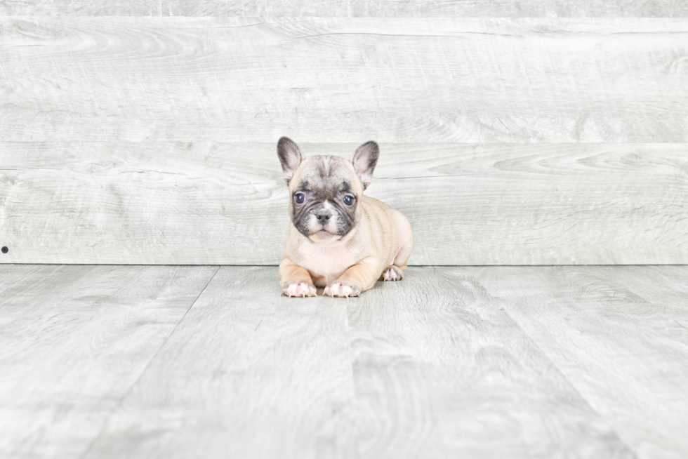 French Bulldog Pup Being Cute