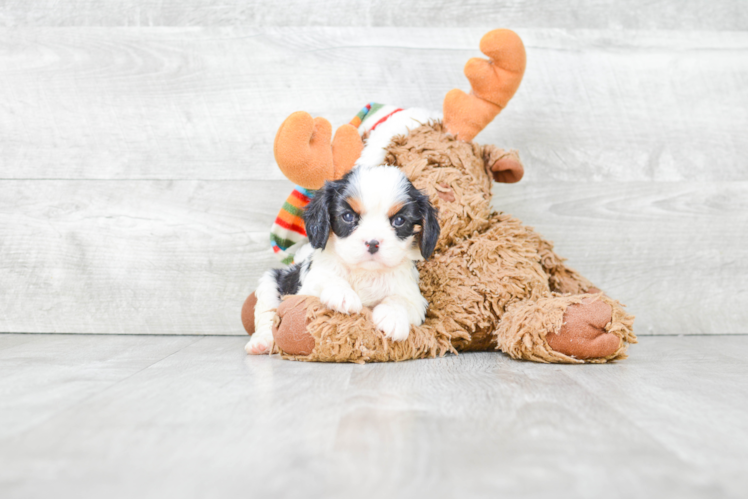 Cavalier King Charles Spaniel Pup Being Cute