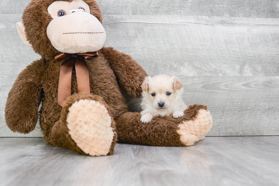 Maltipoo Pup Being Cute