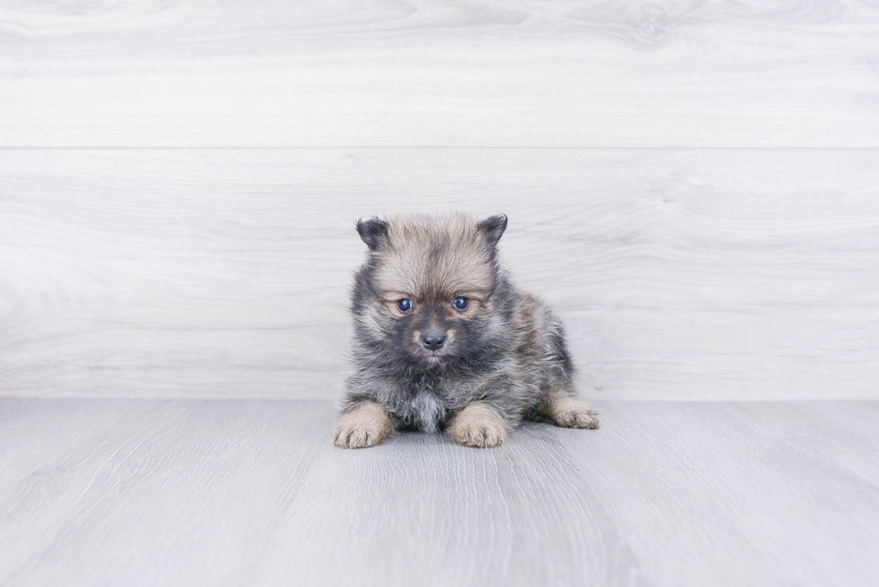 Playful Pomeranian Purebred Pup