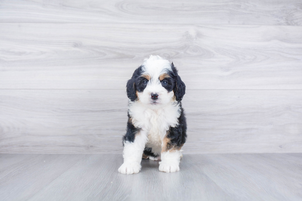 Sweet Mini Bernedoodle Baby