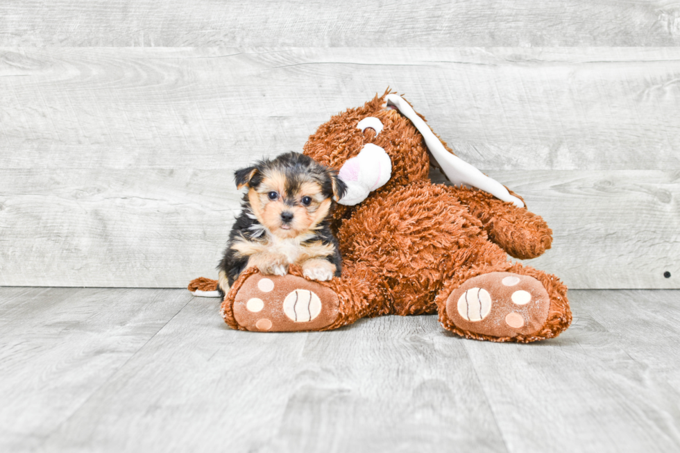 Morkie Pup Being Cute