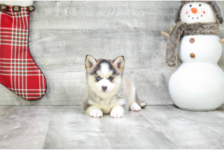 Funny Pomsky Designer Pup