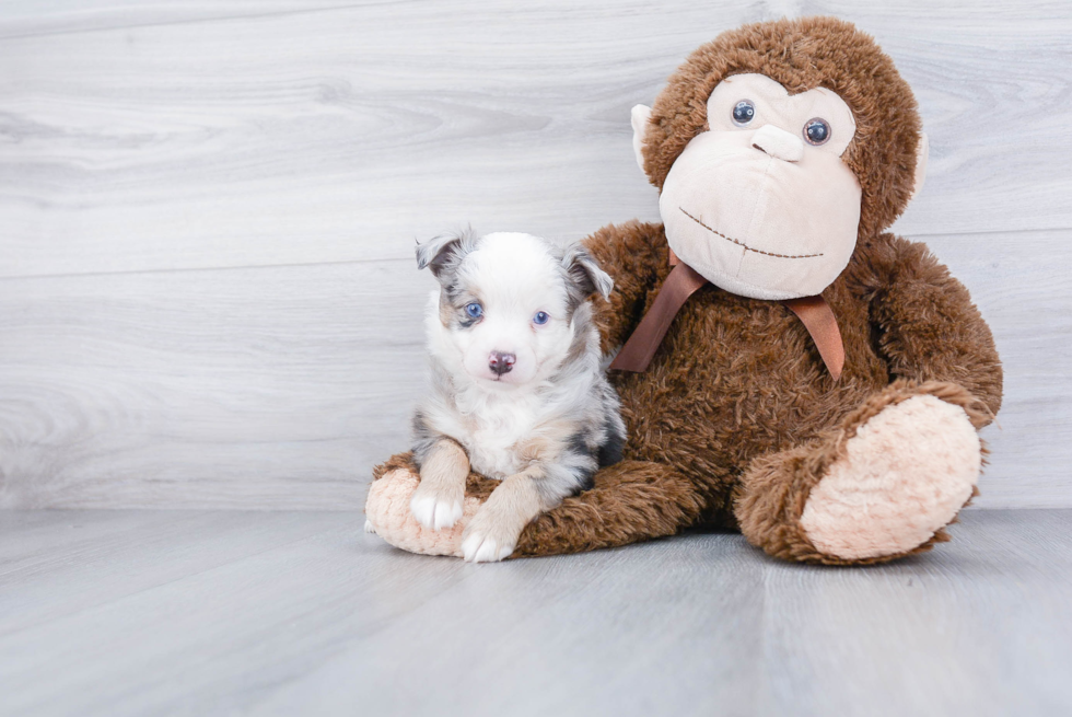 Mini Aussie Puppy for Adoption