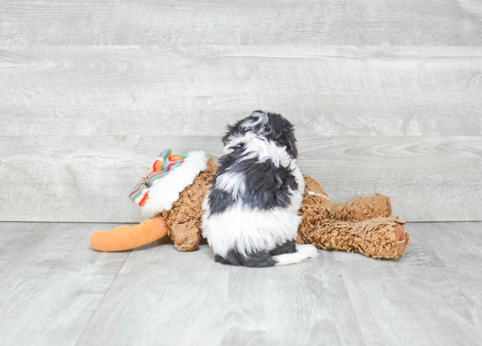 Cavachon Pup Being Cute