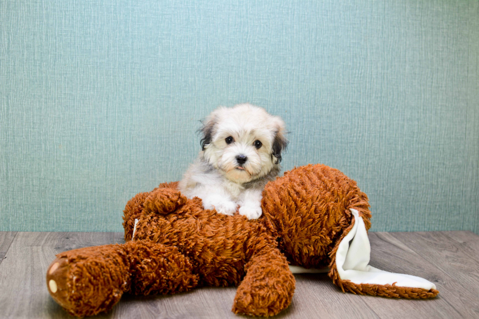 Best Havanese Baby