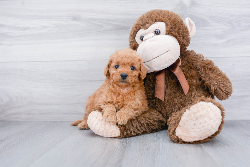 Best Mini Goldendoodle Baby