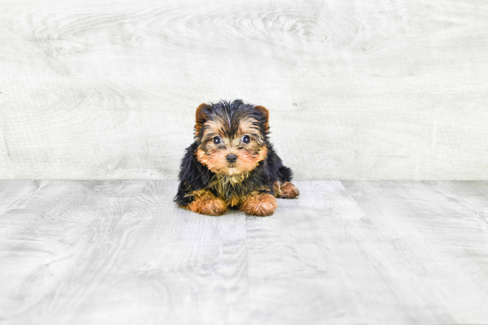 Meet Victoria - our Yorkshire Terrier Puppy Photo 