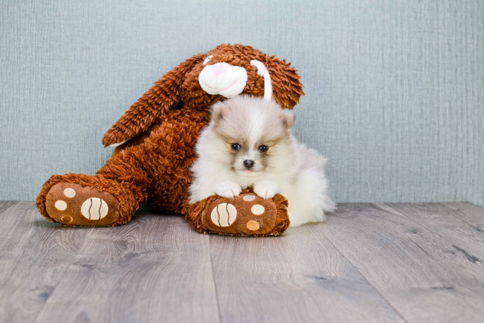 Pomeranian Puppy for Adoption