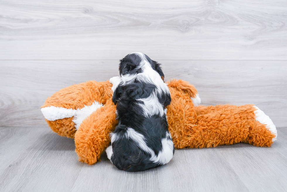 Cavalier King Charles Spaniel Puppy for Adoption