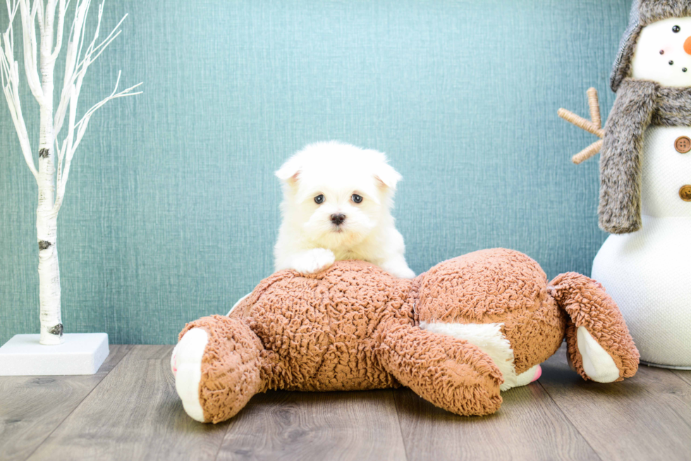 Small Maltese Purebred Pup