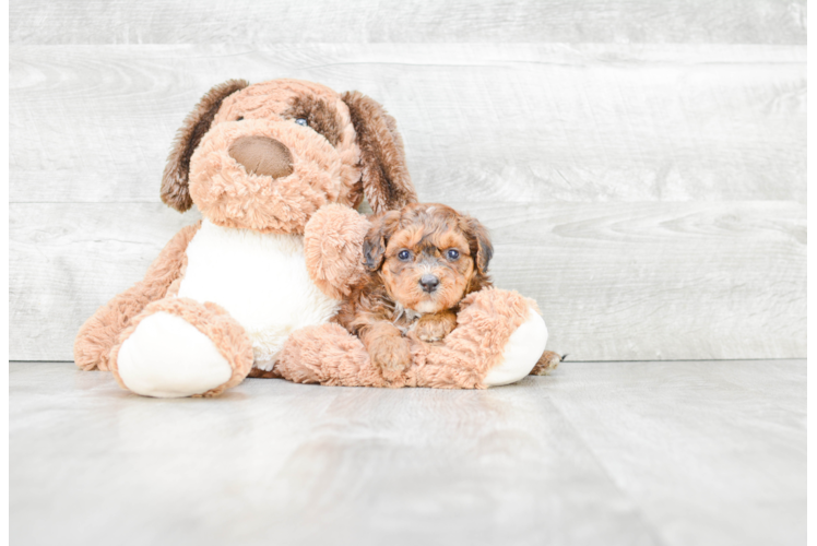 Petite Mini Bernedoodle Poodle Mix Pup