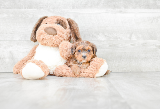 Petite Mini Bernedoodle Poodle Mix Pup