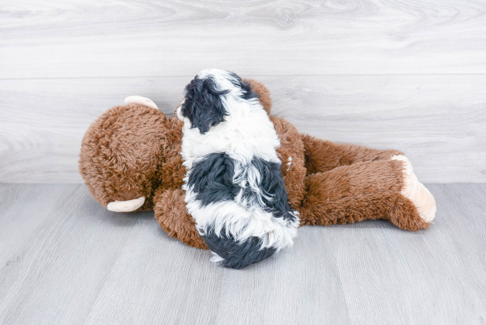 Havanese Pup Being Cute