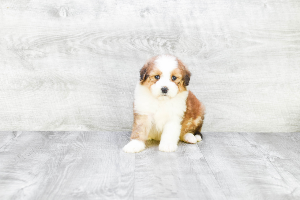 Little Mini Berniedoodle Poodle Mix Puppy