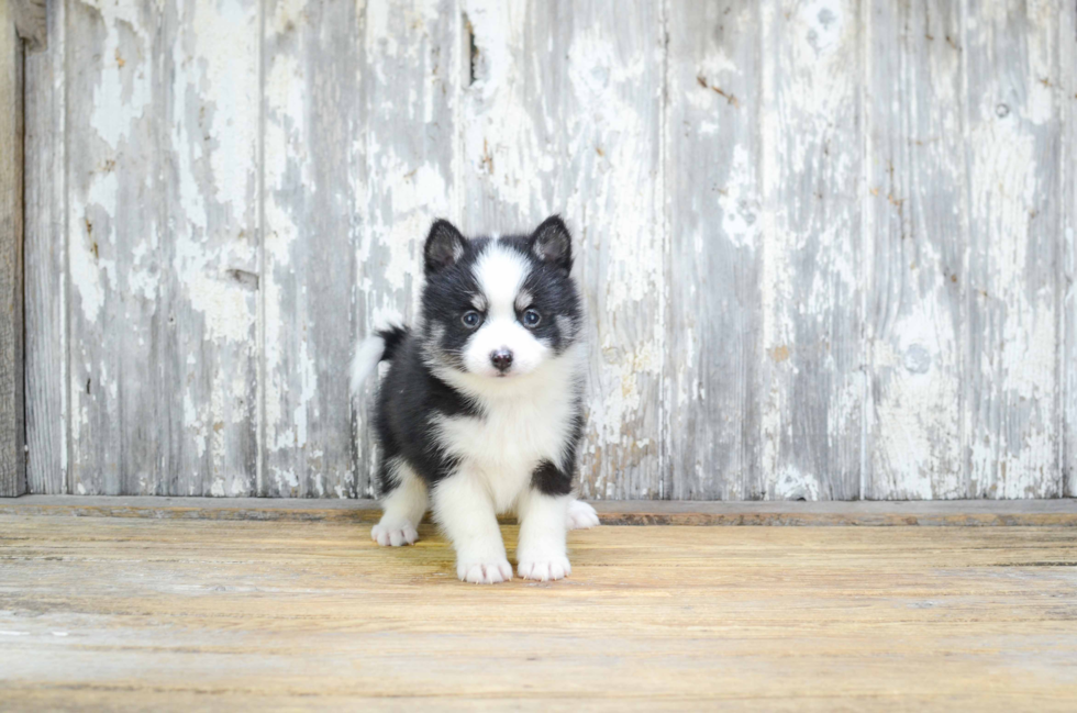 Funny Pomsky Designer Pup