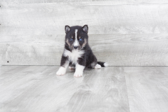 Cute Pomsky Baby