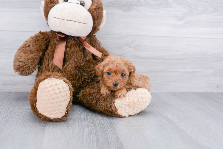 Happy Cavapoo Baby