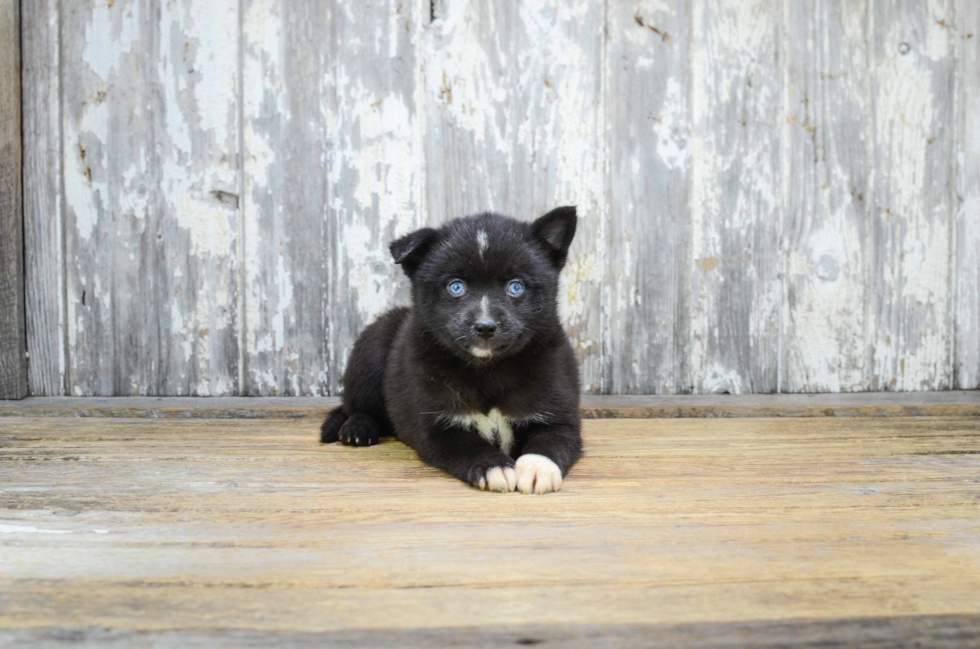 Best Pomsky Baby