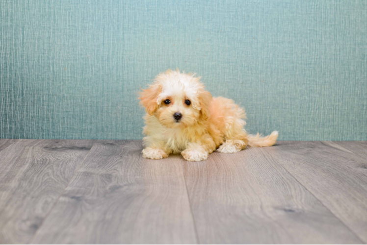 Small Maltipoo Baby