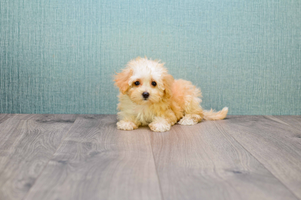 Small Maltipoo Baby