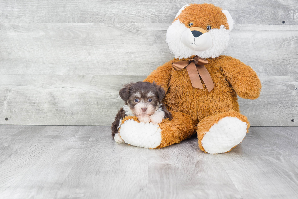 Havanese Pup Being Cute