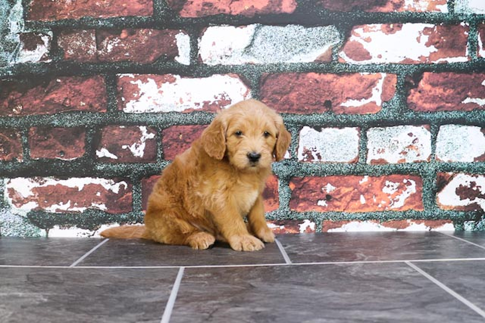 Mini Goldendoodle Pup Being Cute