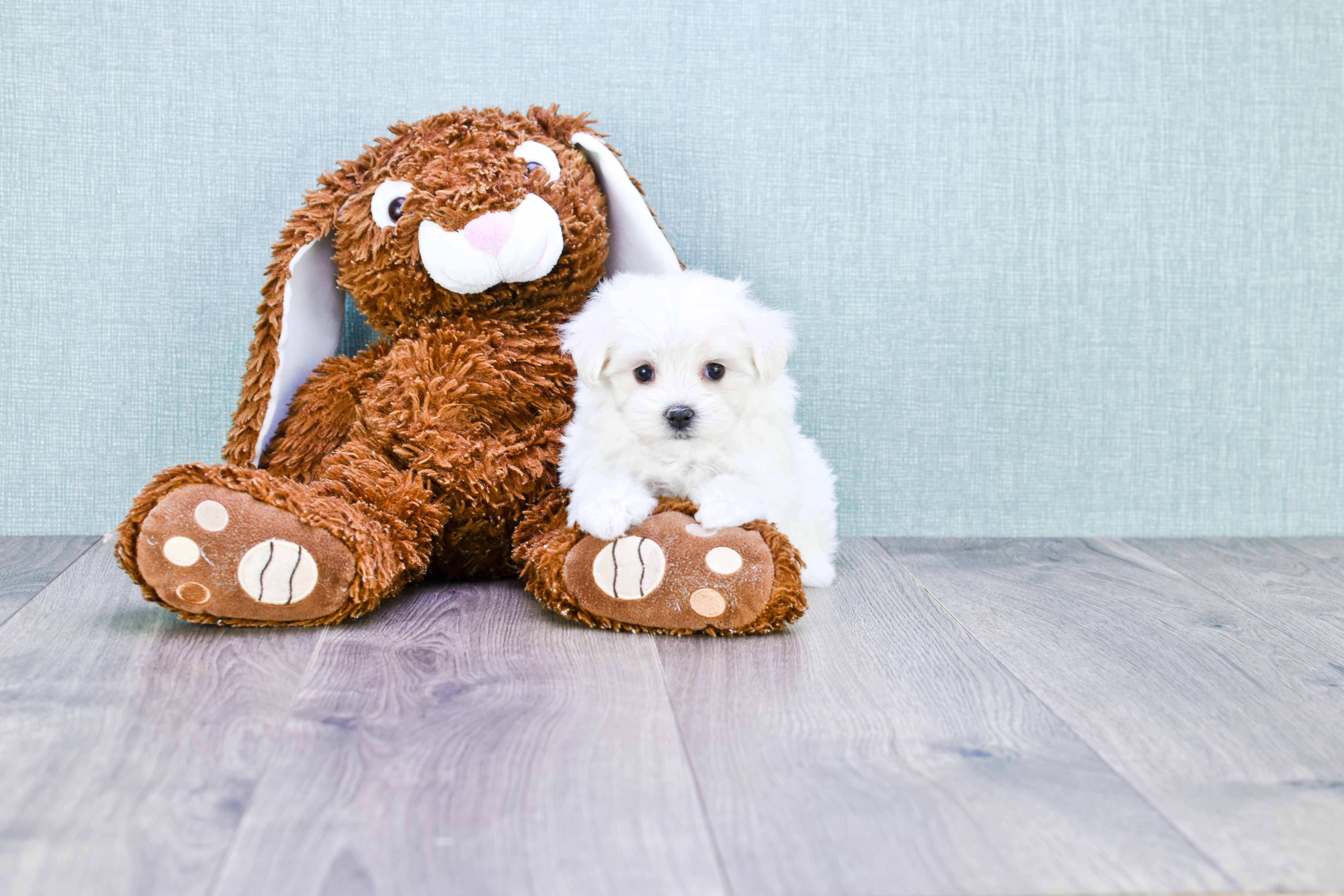 Petite Maltipoo Poodle Mix Pup