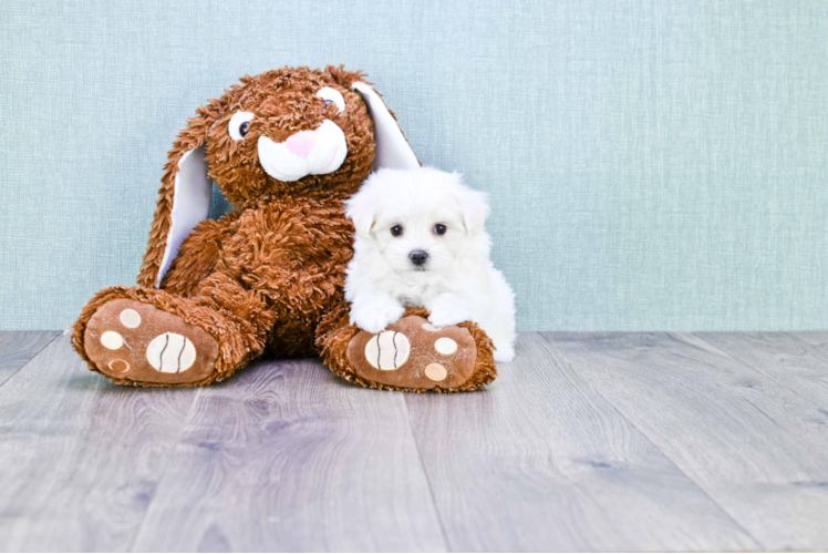 Petite Maltipoo Poodle Mix Pup