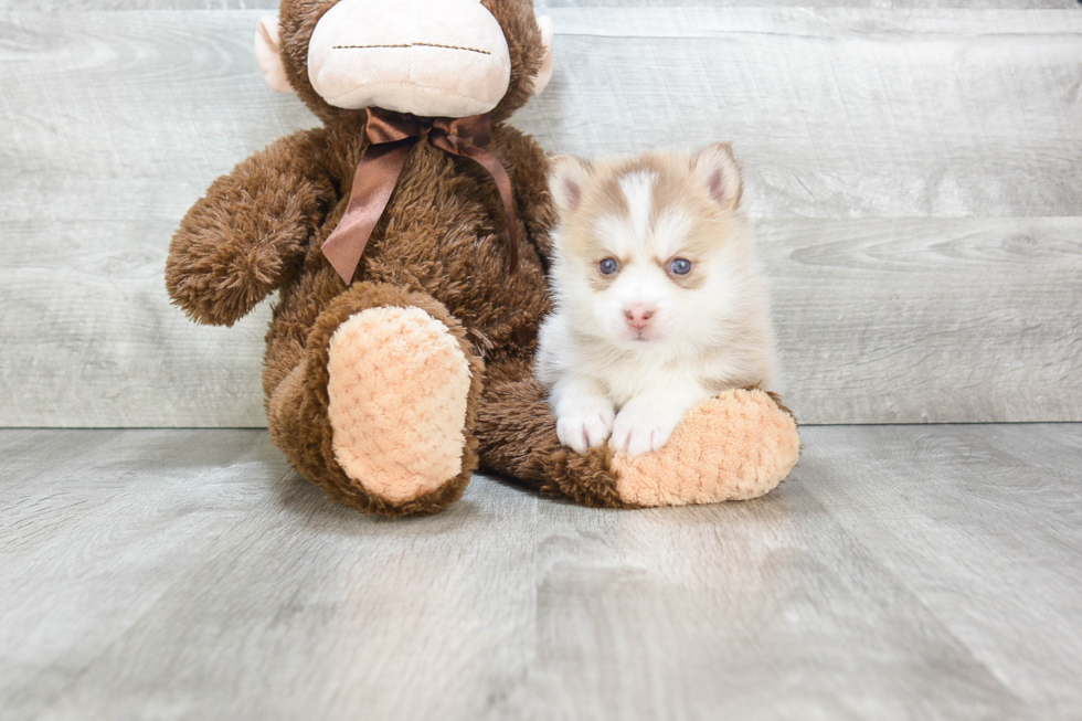 Petite Pomsky Designer Pup