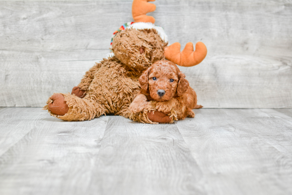 Mini Goldendoodle Pup Being Cute