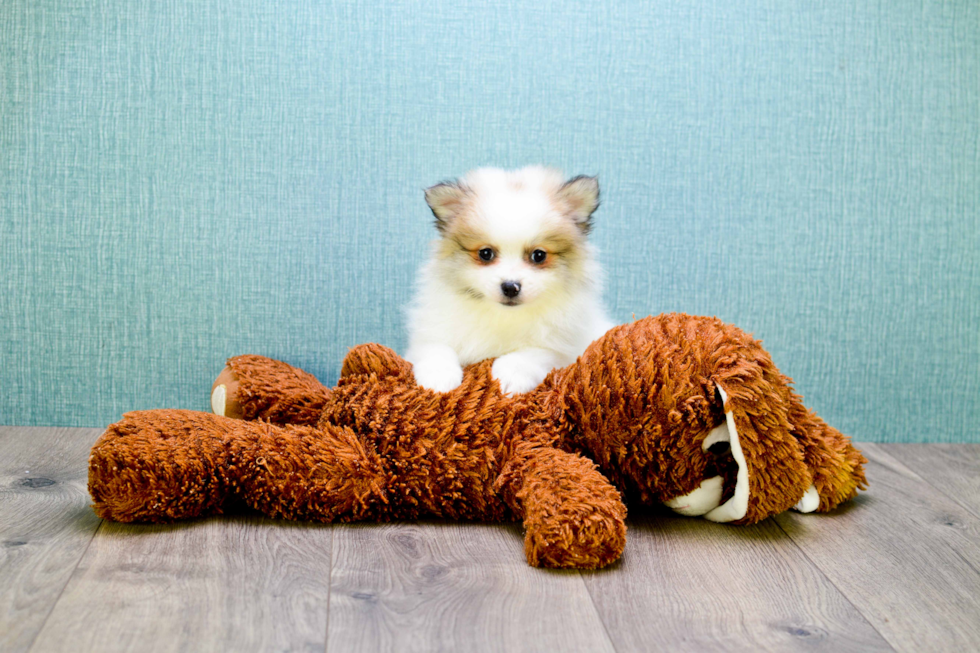 Pomeranian Pup Being Cute