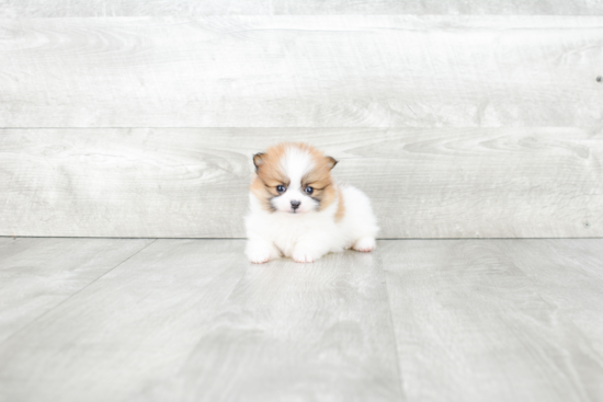 Happy Pomeranian Purebred Puppy