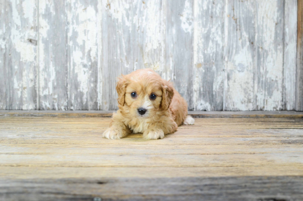 Happy Cavapoo Baby