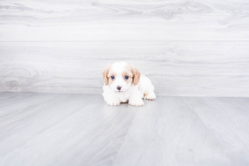 Cavachon Pup Being Cute