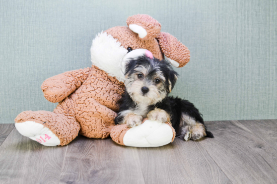 Best Morkie Baby