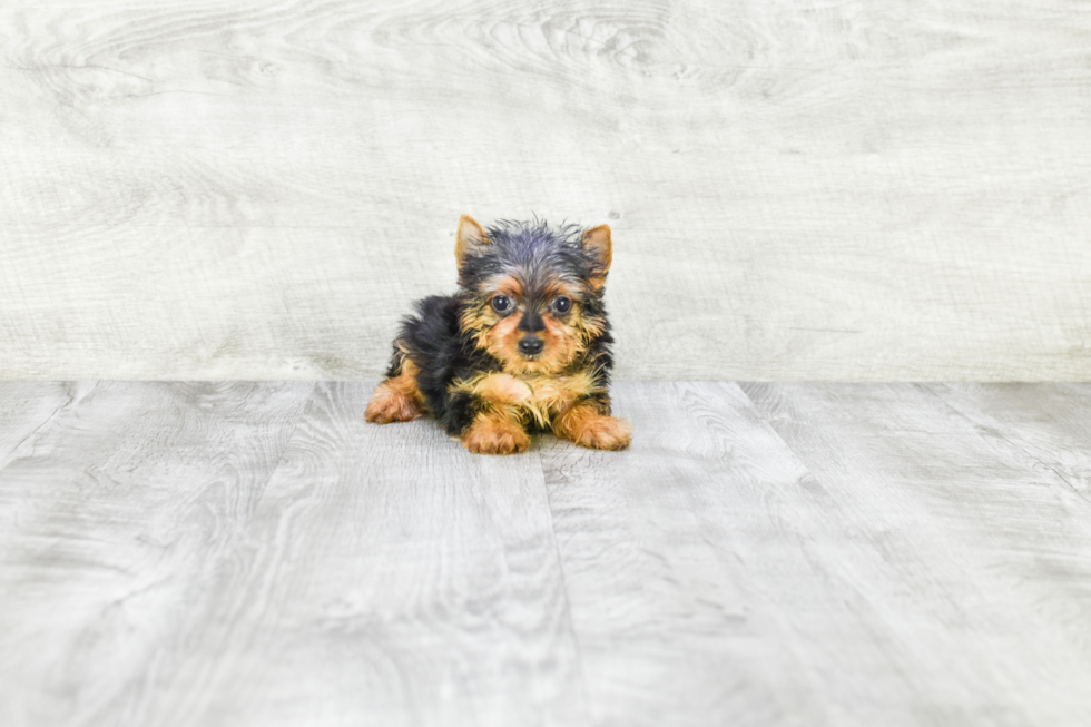 Meet Roscoe - our Yorkshire Terrier Puppy Photo 