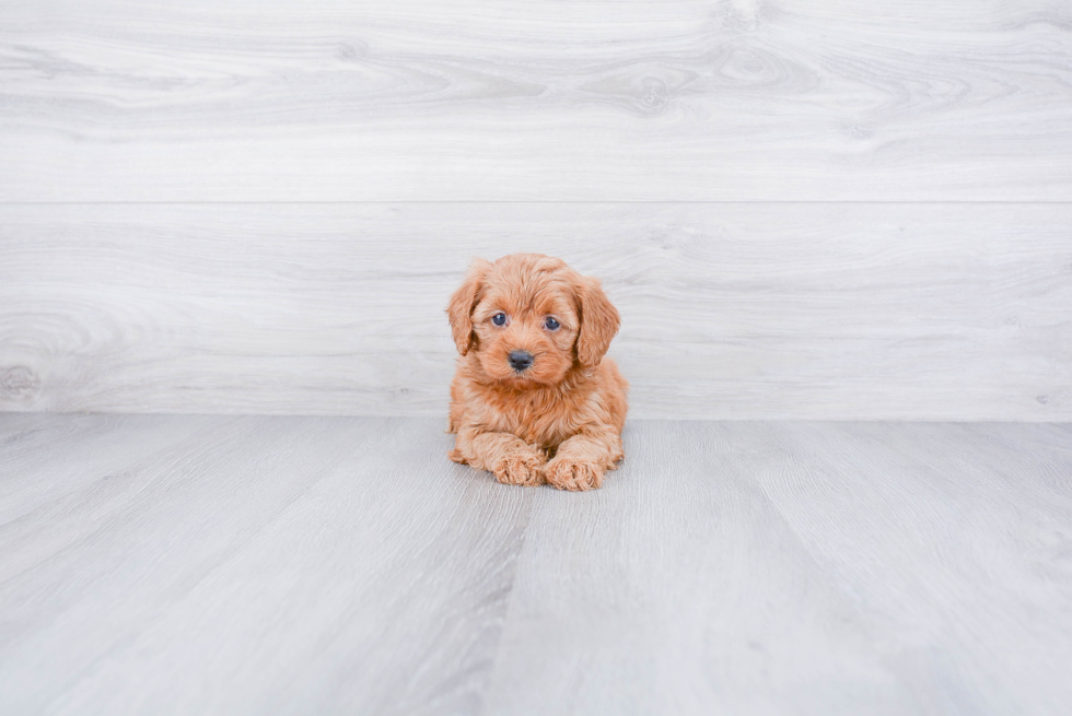 Cavapoo Pup Being Cute