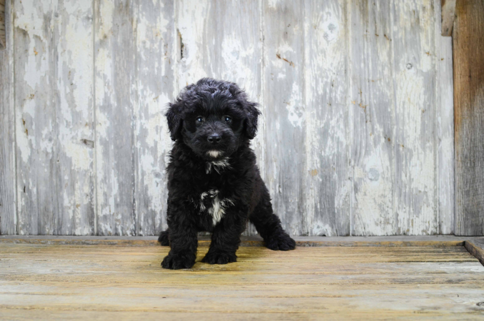 Popular Mini Bernedoodle Poodle Mix Pup