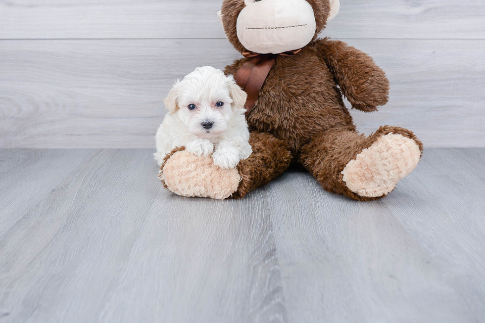 Maltipoo Puppy for Adoption