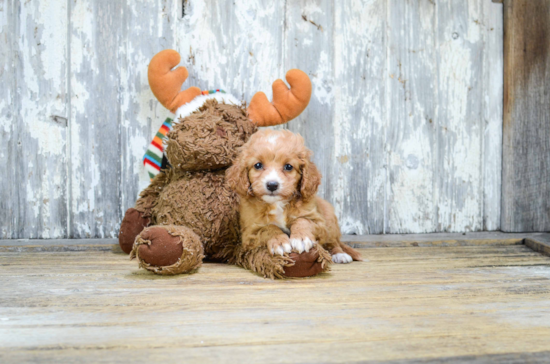 Cavapoo Pup Being Cute