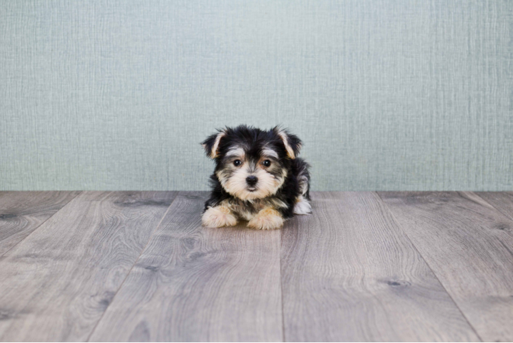 Morkie Puppy for Adoption