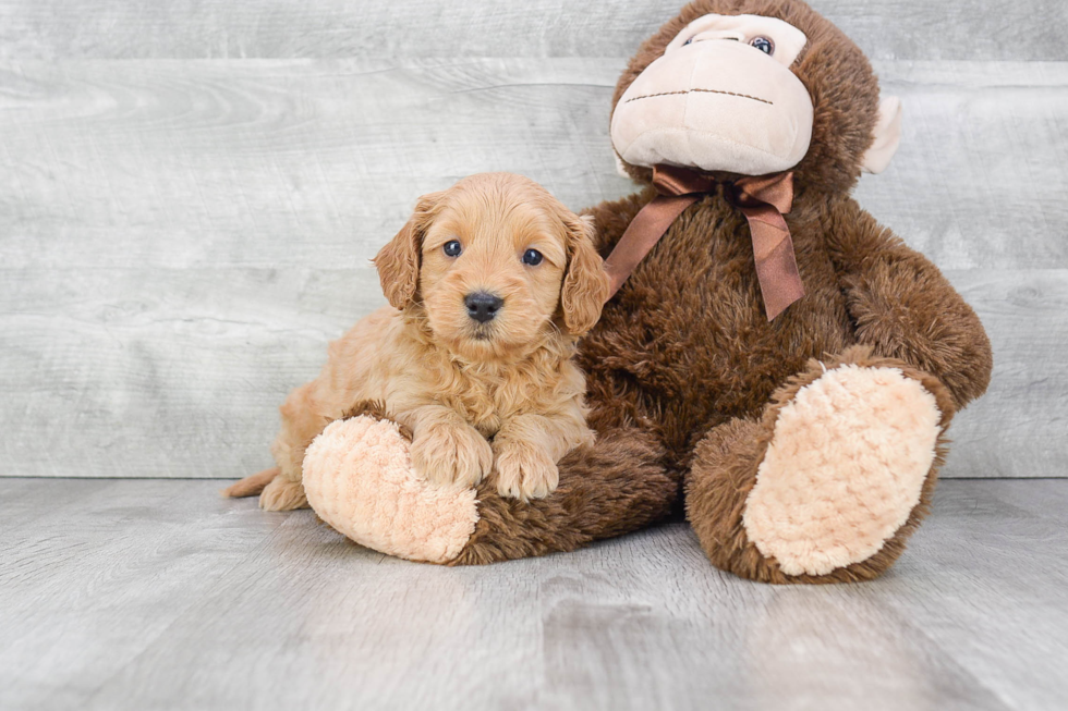 Fluffy Mini Goldendoodle Poodle Mix Pup