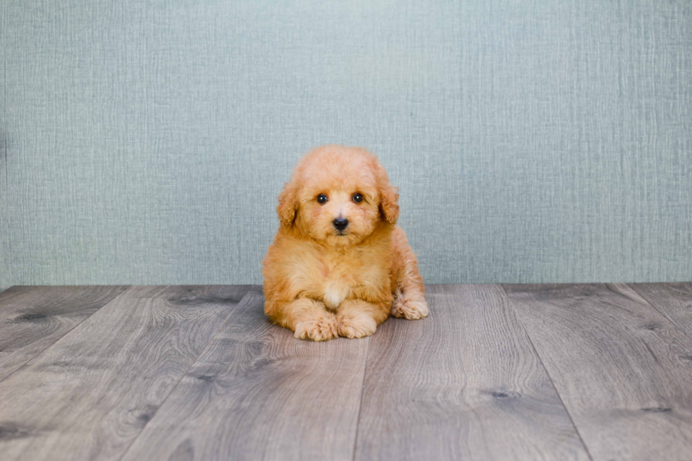 Petite Cavapoo Poodle Mix Pup