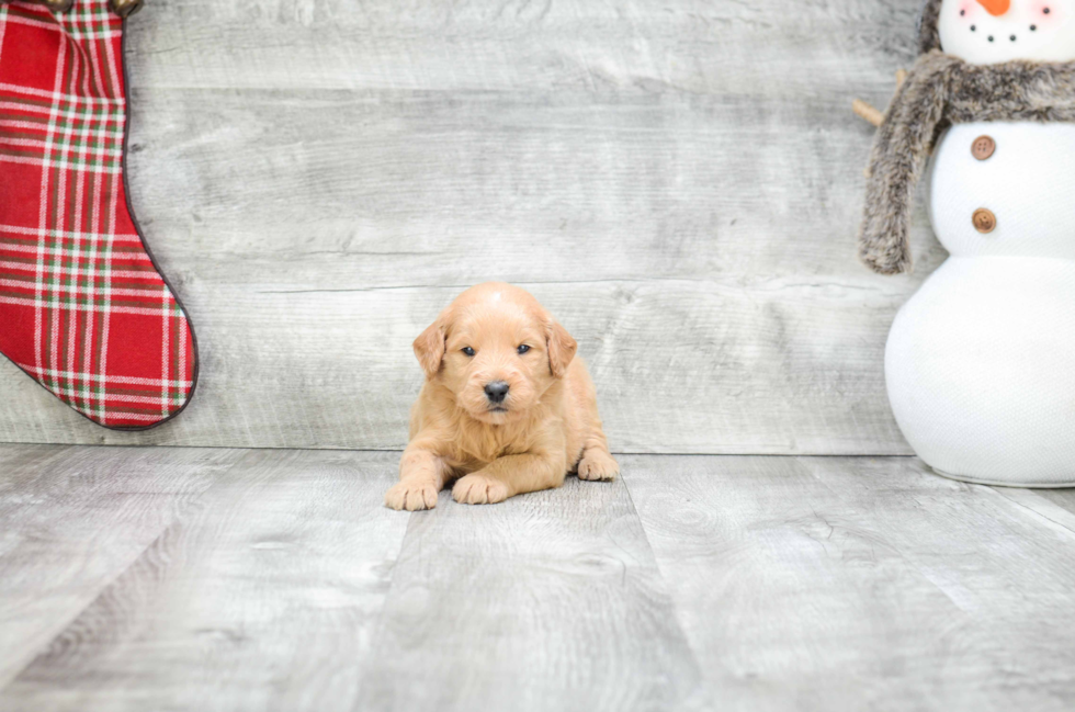 Mini Goldendoodle Puppy for Adoption