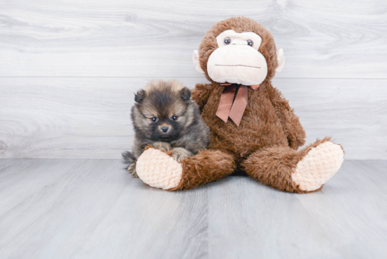 Energetic Pomeranian Purebred Puppy