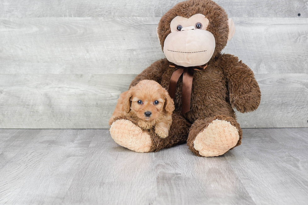 Petite Cavapoo Poodle Mix Pup