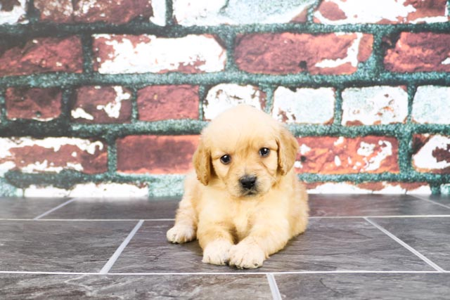 Sweet Mini Goldendoodle Baby