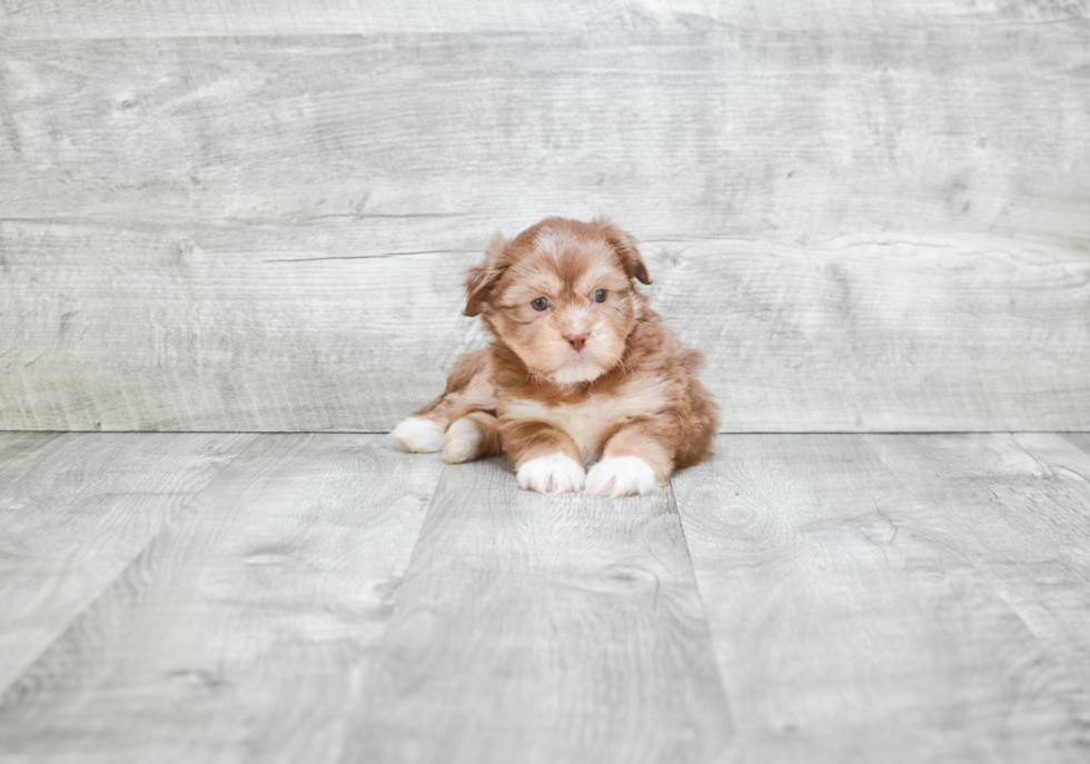 Fluffy Teddy Bear Designer Pup