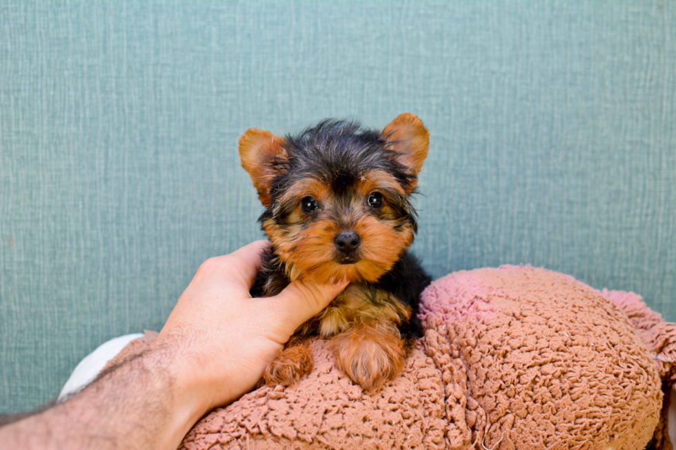 Meet Izzie - our Yorkshire Terrier Puppy Photo 